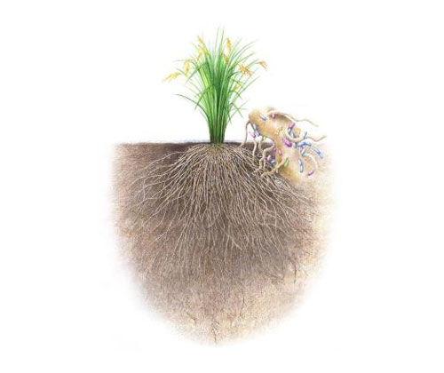 Detection of Organic Acids in Rice Root Exudates